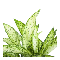 Dieffenbachia Vesuvius - P27 H70 - Kamerplant 6 Dieffenbachia Vesuvius - P27 H70 - Kamerplant -Plantenzadenmest Winkel dieffenbachia vesuvius p27 h70 6