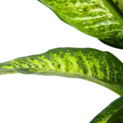 Dieffenbacia Seguine Lemon Tropic - P35 H120 - Kamerplant 6 Dieffenbacia Seguine Lemon Tropic - P35 H120 - Kamerplant -Plantenzadenmest Winkel dieffenbacia seguine lemon tropic p35 h120 6