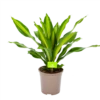 Dracaena Burley - Drakenbloedboom - P24 H90 - Kamerplant