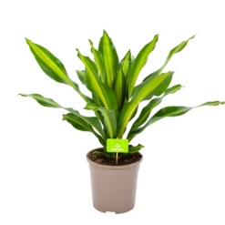 Dracaena Burley - Drakenbloedboom - P24 H90 - Kamerplant