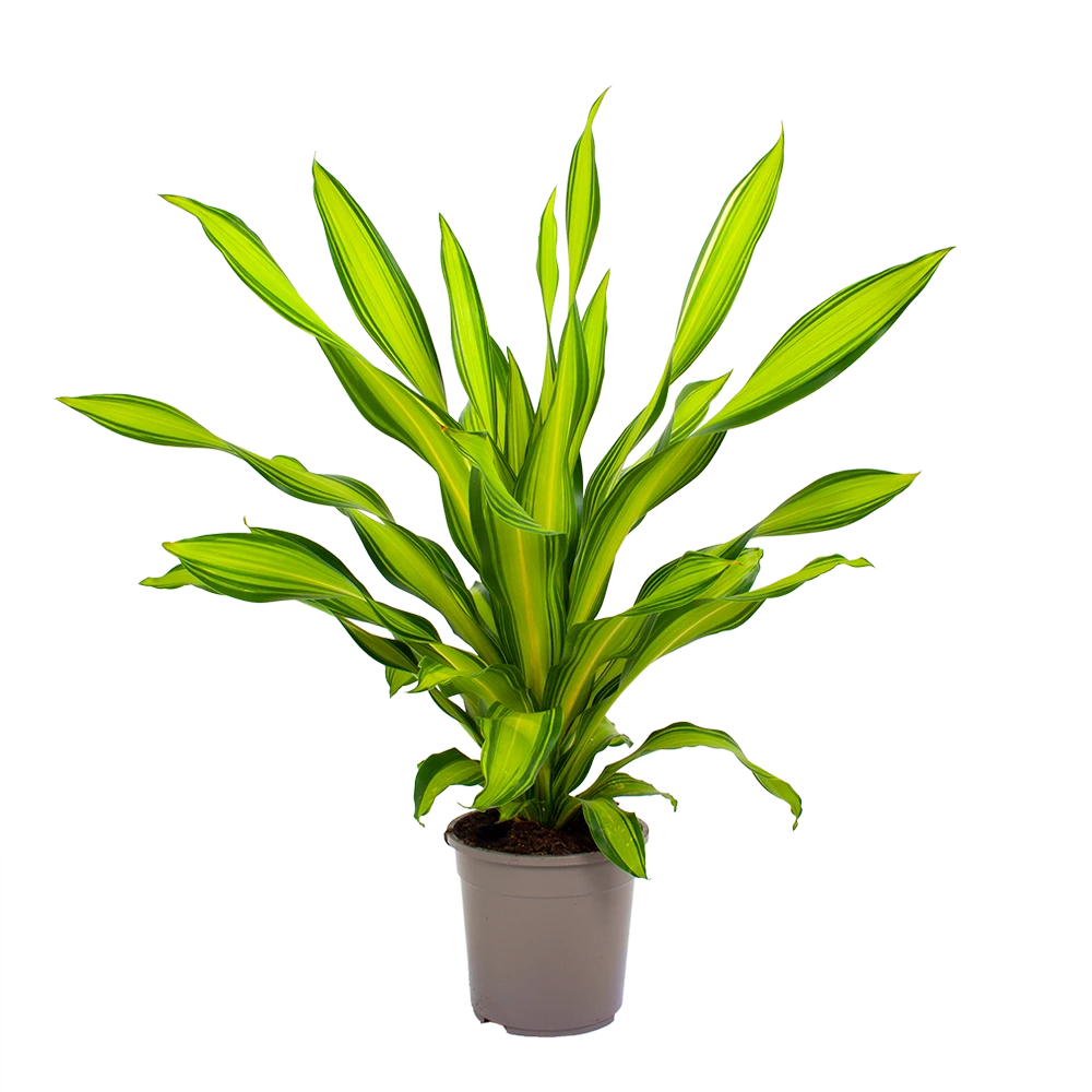 Dracaena Charley - Drakenbloedboom - P24 H95 - Kamerplant 2 Dracaena Charley - Drakenbloedboom - P24 H95 - Kamerplant - Afbeelding 2