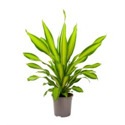 Dracaena Charley - Drakenbloedboom - P24 H95 - Kamerplant 8 Dracaena Charley - Drakenbloedboom - P24 H95 - Kamerplant -Plantenzadenmest Winkel dracaena charley drakenbloedboom p24 h95 3