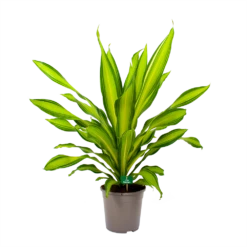 Dracaena Charley - Drakenbloedboom - P24 H95 - Kamerplant 9 Dracaena Charley - Drakenbloedboom - P24 H95 - Kamerplant -Plantenzadenmest Winkel dracaena charley drakenbloedboom p24 h95 4