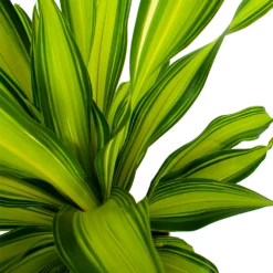 Dracaena Charley - Drakenbloedboom - P24 H95 - Kamerplant 10 Dracaena Charley - Drakenbloedboom - P24 H95 - Kamerplant -Plantenzadenmest Winkel dracaena charley drakenbloedboom p24 h95 5