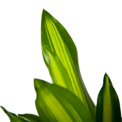 Dracaena Cintho - Op Stam - Drakenbloedboom - P21 H100 - Kamerplant -Plantenzadenmest Winkel dracaena cintho op stam drakenbloedboom p21 h100 6 1