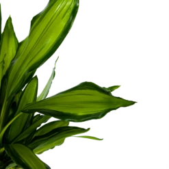 Dracaena Cintho - Op Stam - Drakenbloedboom - P24 H150 - Kamerplant -Plantenzadenmest Winkel dracaena cintho op stam drakenbloedboom p24 h150 6 1