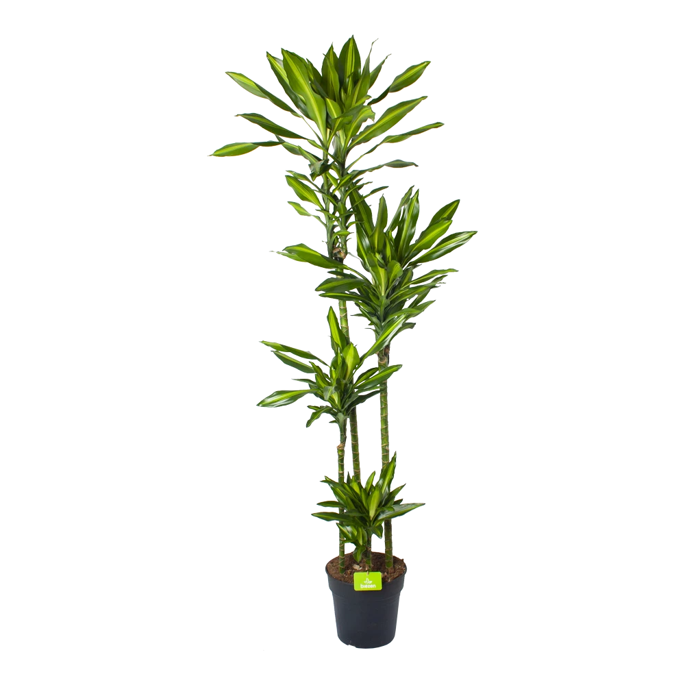 Dracaena Cintho - Op Stam - Drakenbloedboom - P27 H190 - Kamerplant 1 Dracaena Cintho - Op Stam - Drakenbloedboom - P27 H190 - Kamerplant