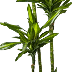 Dracaena Cintho - Op Stam - Drakenbloedboom - P27 H190 - Kamerplant 6 Dracaena Cintho - Op Stam - Drakenbloedboom - P27 H190 - Kamerplant -Plantenzadenmest Winkel dracaena cintho op stam drakenbloedboom p27 h190 6