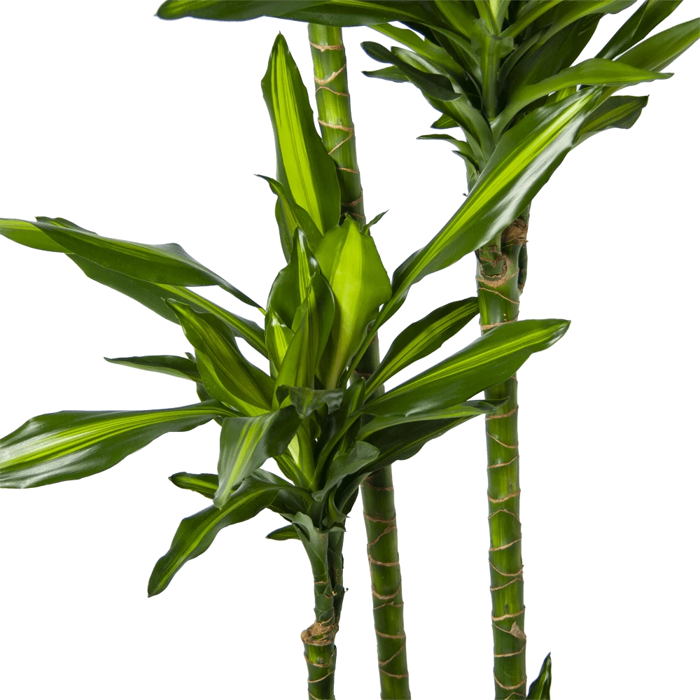 Dracaena Cintho - Op Stam - Drakenbloedboom - P27 H190 - Kamerplant 3 Dracaena Cintho - Op Stam - Drakenbloedboom - P27 H190 - Kamerplant - Afbeelding 3