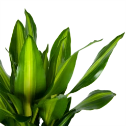 Dracaena Cintho - Op Stam - Drakenbloedboom - P31 H150 - Kamerplant -Plantenzadenmest Winkel dracaena cintho op stam drakenbloedboom p31 h150 6 1