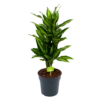 Dracaena Cintho - Vertakt - Drakenbloedboom - P21 H70 - Kamerplant