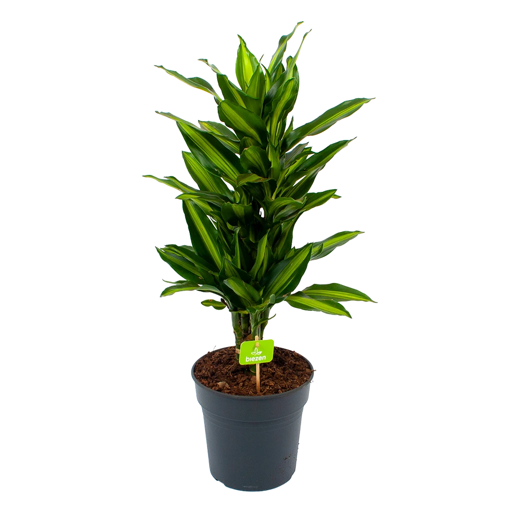 Dracaena Cintho - Vertakt - Drakenbloedboom - P21 H70 - Kamerplant 1 Dracaena Cintho - Vertakt - Drakenbloedboom - P21 H70 - Kamerplant