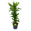 Dracaena Cintho - Vertakt - Drakenbloedboom - P27 H120 - Kamerplant