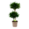 Dracaena Compacta - Op Stam - Drakenbloedboom - P21 H80 - Kamerplant