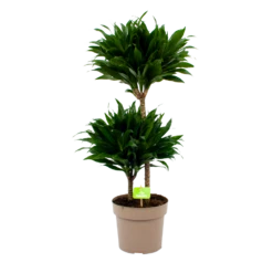 Dracaena Compacta - Op Stam - Drakenbloedboom - P21 H80 - Kamerplant