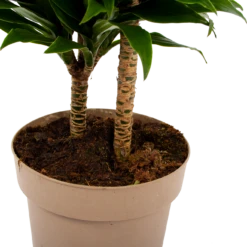 Dracaena Compacta - Op Stam - Drakenbloedboom - P21 H80 - Kamerplant 6 Dracaena Compacta - Op Stam - Drakenbloedboom - P21 H80 - Kamerplant -Plantenzadenmest Winkel dracaena compacta op stam drakenbloedboom p21 h80 6 2