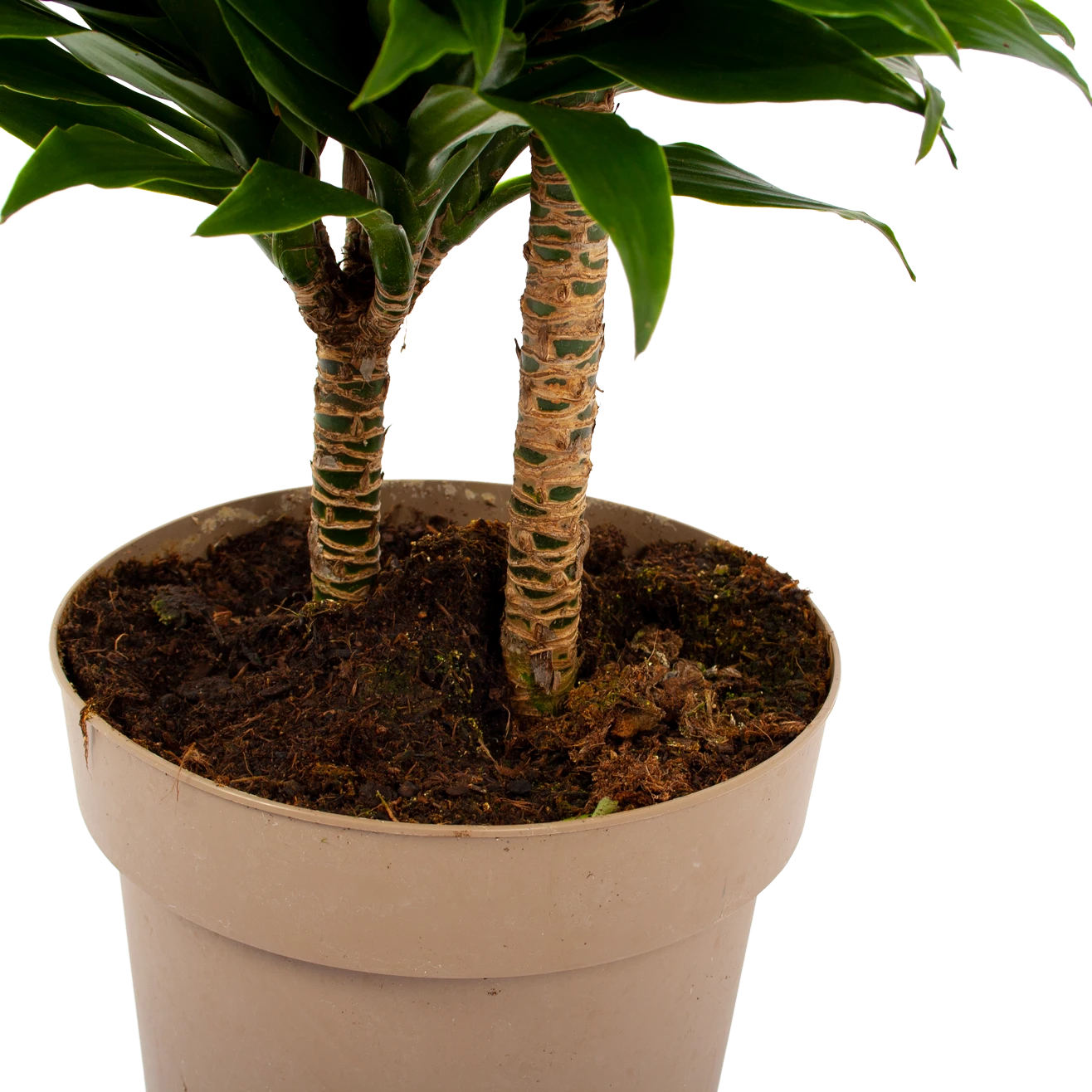Dracaena Compacta - Op Stam - Drakenbloedboom - P21 H80 - Kamerplant 3 Dracaena Compacta - Op Stam - Drakenbloedboom - P21 H80 - Kamerplant - Afbeelding 3