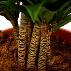 Dracaena Compacta - Vertakt - Drakenbloedboom - P27 H100 - Kamerplant -Plantenzadenmest Winkel dracaena compacta vertakt drakenbloedboom p27 h100 6 1