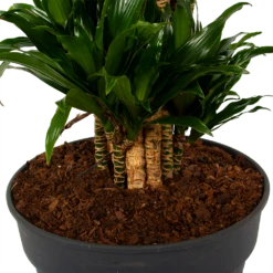 Dracaena Compacta - Vertakt - Drakenbloedboom - P34 H170 - Kamerplant -Plantenzadenmest Winkel dracaena compacta vertakt drakenbloedboom p34 h170 6 1