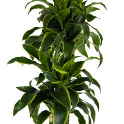 Dracaena Dorado - Op Stam - Drakenbloedboom - P27 H180 - Kamerplant -Plantenzadenmest Winkel dracaena dorado op stam drakenbloedboom p27 h180 kamerplant 3