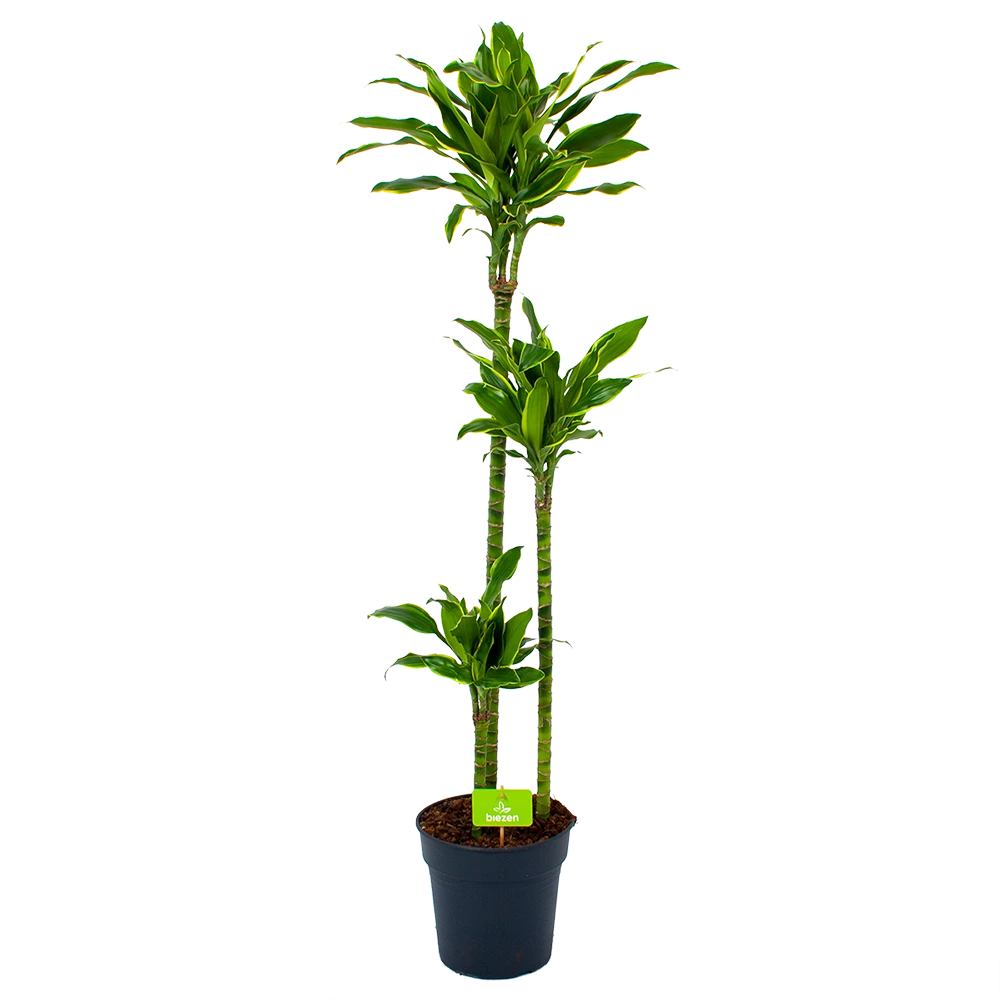 Dracaena Golden Coast - Op Stam - Drakenbloedboom - P24 H150 - Kamerplant 1 Dracaena Golden Coast - Op Stam - Drakenbloedboom - P24 H150 - Kamerplant