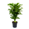 Dracaena Golden Coast - Vertakt - Drakenbloedboom - P21 H80 - Kamerplant