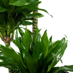 Dracaena Green Jewel - Op Stam - Drakenbloedboom - P28 H140 - Kamerplant -Plantenzadenmest Winkel dracaena green jewel op stam drakenbloedboom p28 h140 6