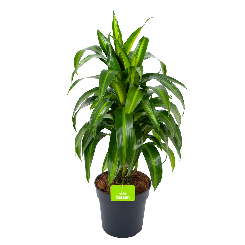Dracaena Hawaiiana - Vertrakt - Drakenbloedboom - P21 H80 - Kamerplant 1 Dracaena Hawaiiana - Vertrakt - Drakenbloedboom - P21 H80 - Kamerplant