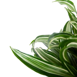 Dracaena Jade Jewel - Op Stam - Drakenbloedboom - P24 H100 - Kamerplant 7 Dracaena Jade Jewel - Op Stam - Drakenbloedboom - P24 H100 - Kamerplant -Plantenzadenmest Winkel dracaena jade jewel op stam drakenbloedboom p24 h100 5