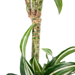 Dracaena Jade Jewel - Op Stam - Drakenbloedboom - P24 H100 - Kamerplant 8 Dracaena Jade Jewel - Op Stam - Drakenbloedboom - P24 H100 - Kamerplant -Plantenzadenmest Winkel dracaena jade jewel op stam drakenbloedboom p24 h100 6