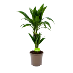 Dracaena Janet Craig - Op Stam - Drakenbloedboom - P17 H70 - Kamerplant