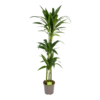 Dracaena Janet Craig - Op Stam - Drakenbloedboom - P24 H140 - Kamerplant