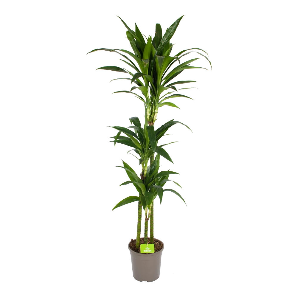 Dracaena Janet Craig - Op Stam - Drakenbloedboom - P24 H140 - Kamerplant 1 Dracaena Janet Craig - Op Stam - Drakenbloedboom - P24 H140 - Kamerplant