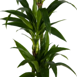 Dracaena Janet Craig - Op Stam - Drakenbloedboom - P24 H140 - Kamerplant 7 Dracaena Janet Craig - Op Stam - Drakenbloedboom - P24 H140 - Kamerplant -Plantenzadenmest Winkel dracaena janet craig op stam drakenbloedboom p24 h140 kamerplant 3