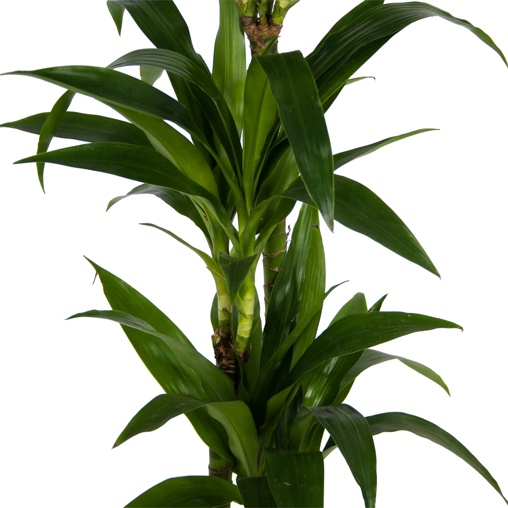 Dracaena Janet Craig - Op Stam - Drakenbloedboom - P24 H140 - Kamerplant 3 Dracaena Janet Craig - Op Stam - Drakenbloedboom - P24 H140 - Kamerplant - Afbeelding 3