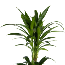 Dracaena Janet Craig - Op Stam - Drakenbloedboom - P24 H140 - Kamerplant 8 Dracaena Janet Craig - Op Stam - Drakenbloedboom - P24 H140 - Kamerplant -Plantenzadenmest Winkel dracaena janet craig op stam drakenbloedboom p24 h140 kamerplant 4