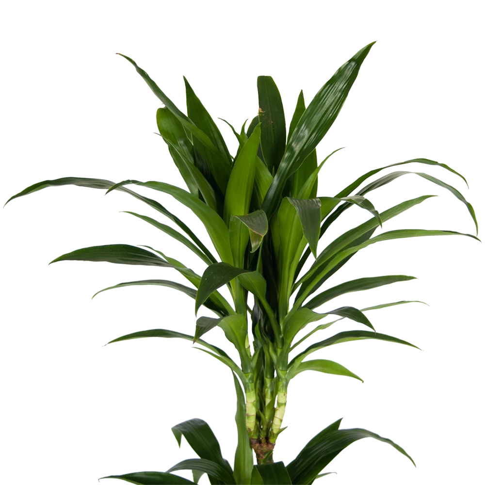 Dracaena Janet Craig - Op Stam - Drakenbloedboom - P24 H140 - Kamerplant 4 Dracaena Janet Craig - Op Stam - Drakenbloedboom - P24 H140 - Kamerplant - Afbeelding 4