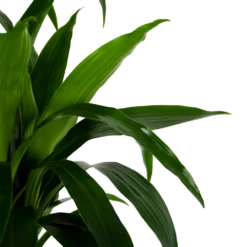 Dracaena Janet Craig - Op Stam - Drakenbloedboom - P34 H170 - Kamerplant -Plantenzadenmest Winkel dracaena janet craig op stam drakenbloedboom p34 h170 6 1