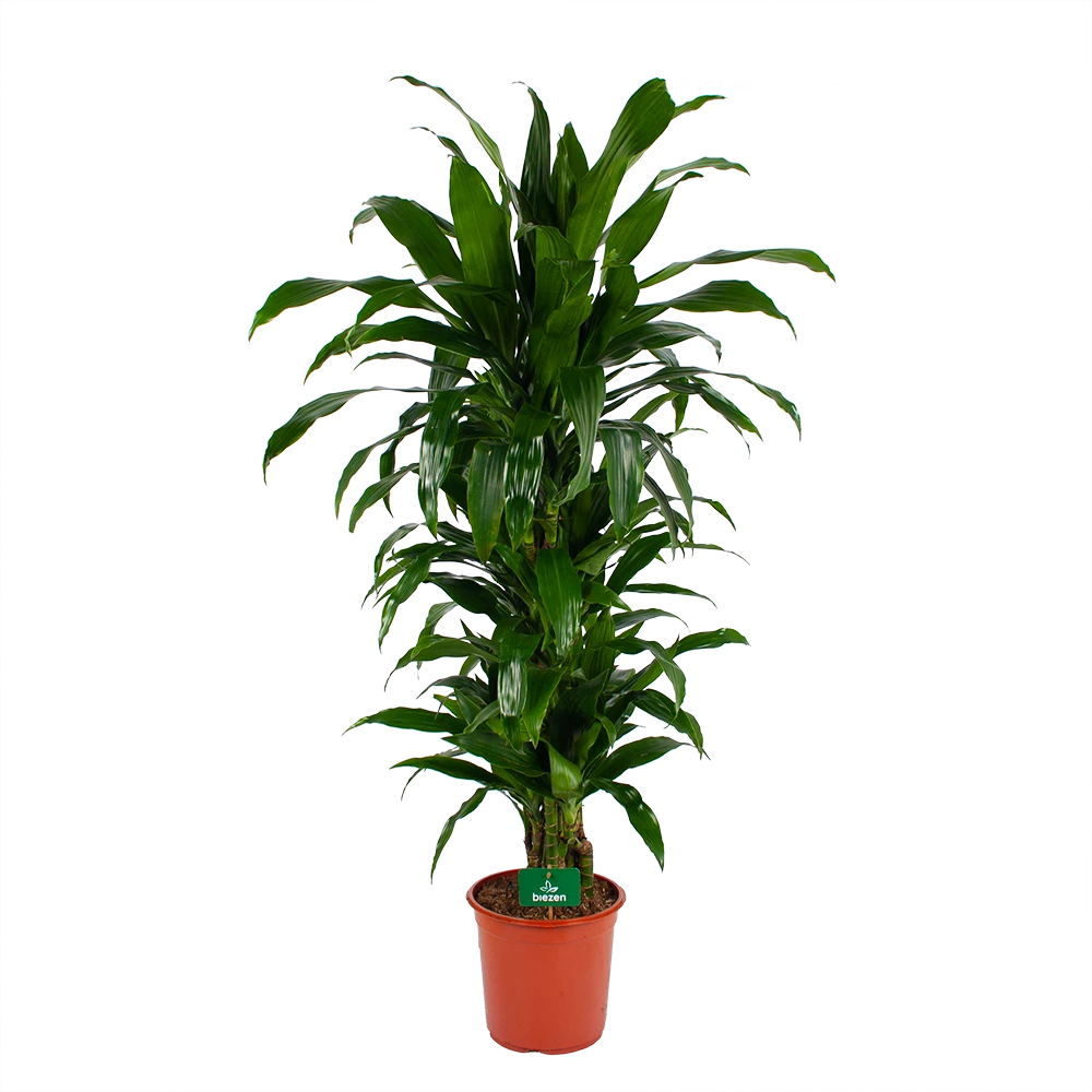 Dracaena Janet Craig - Vertrakt - Drakenbloedboom - P24 H110 - Kamerplant 1 Dracaena Janet Craig - Vertrakt - Drakenbloedboom - P24 H110 - Kamerplant