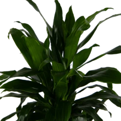 Dracaena Janet Craig - Vertrakt - Drakenbloedboom - P24 H110 - Kamerplant 6 Dracaena Janet Craig - Vertrakt - Drakenbloedboom - P24 H110 - Kamerplant -Plantenzadenmest Winkel dracaena janet craig vertrakt drakenbloedboom p24 h110 kamerplant 4
