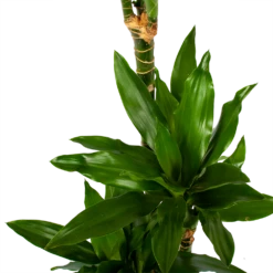 Dracaena Janet Lind - Op Stam - Drakenbloedboom - P21 H100 - Kamerplant -Plantenzadenmest Winkel dracaena janet lind op stam drakenbloedboom p21 h100 6 1