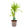 Dracaena Lemon Lime - Op Stam - Drakenbloedboom - P17 H65 - Kamerplant