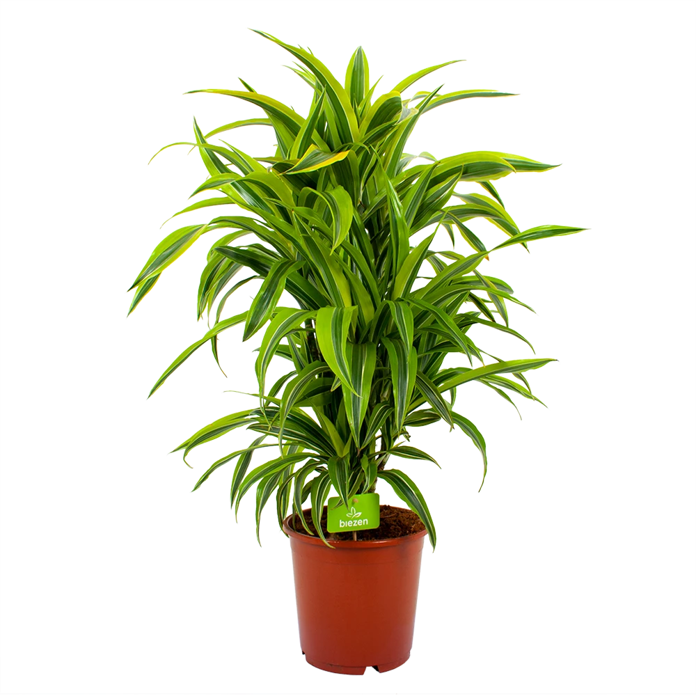 Dracaena Lemon Lime - Vertakt - Drakenbloedboom - P24 H110 - Kamerplant 1 Dracaena Lemon Lime - Vertakt - Drakenbloedboom - P24 H110 - Kamerplant