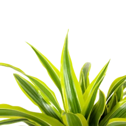 Dracaena Lemon Lime - Op Stam - Drakenbloedboom - P21 H100 - Kamerplant -Plantenzadenmest Winkel dracaena lemon lime op stam drakenbloedboom p21 h100 6 1