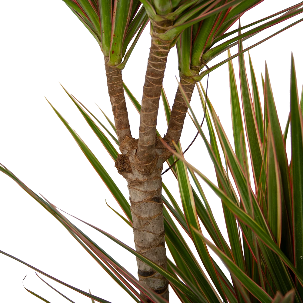 Dracaena Marginata Bicolor - Op Stam - Drakenbloedboom - P21 H125 - Kamerplant - Afbeelding 3