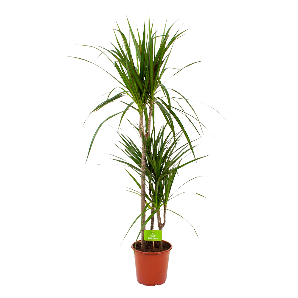 Dracaena Marginata Groen - Op Stam - Drakenbloedboom - P21 H125 - Kamerplant 1 Dracaena Marginata Groen - Op Stam - Drakenbloedboom - P21 H125 - Kamerplant