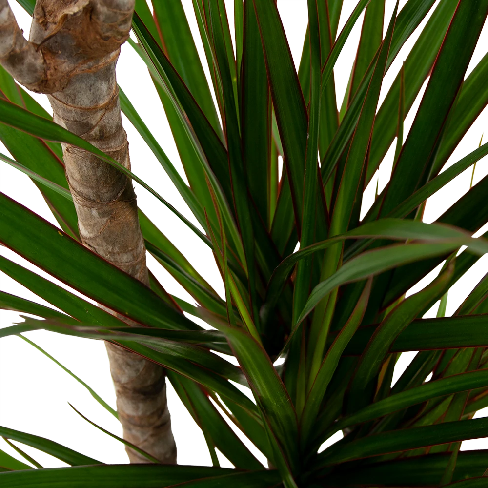 Dracaena Marginata Groen - Op Stam - Drakenbloedboom - P21 H125 - Kamerplant 2 Dracaena Marginata Groen - Op Stam - Drakenbloedboom - P21 H125 - Kamerplant - Afbeelding 2