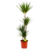 Dracaena Marginata Groen - Op Stam - Drakenbloedboom - P24 H150 - Kamerplant