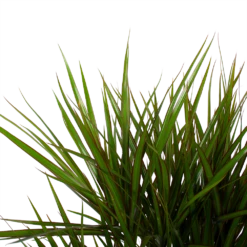 Dracaena Marginata Groen - Vertakt - Drakenbloedboom - P27 H120 - Kamerplant -Plantenzadenmest Winkel dracaena marginata groen vertakt drakenbloedboom p27 h120 6 3