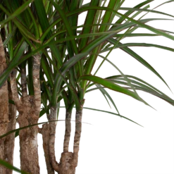 Dracaena Marginata Groen - Vertakt - Drakenbloedboom - P30 H140 - Kamerplant -Plantenzadenmest Winkel dracaena marginata groen vertakt drakenbloedboom p30 h140 6